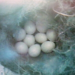 15th April 2014- 9 Great Tit eggs