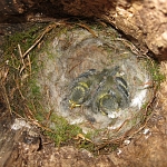 Blue tit nest